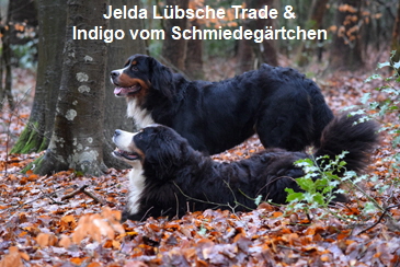 Jelda Lübsche Trade & Indigo vom Schmiedegärtchen