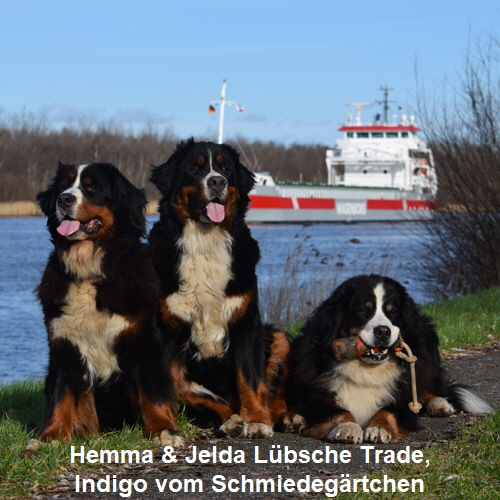 Hemma & Jelda Lübsche Trade, Indigo vom Schmiedegärtchen