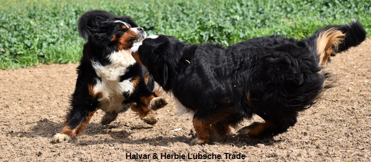 Halvar & Herbie Lübsche Trade