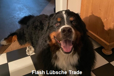 Flash Lübsche Trade