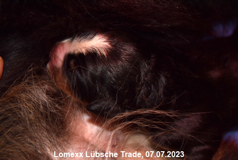 Lomexx Lübsche Trade, 07.07.2023