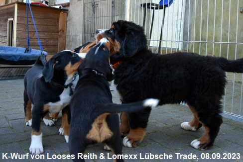 K-Wurf von Looses Reith & Lomexx Lübsche Trade, 08.09.2023