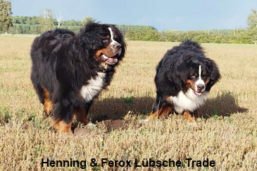 Henning & Ferox Lübsche Trade