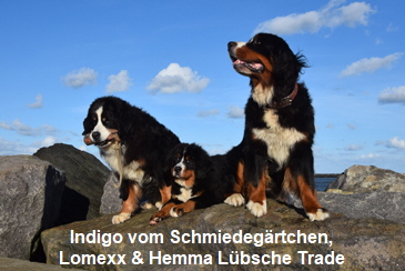 Indigo vom Schmiedegärtchen, Lomexx & Hemma Lübsche Trade