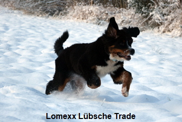 Lomexx Lübsche Trade