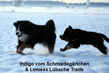 Indigo vom Schmiedegärtchen & Lomexx Lübsche Trade