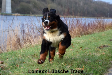 Lomexx Lübsche Trade