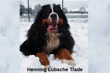 Henning Lübsche Trade