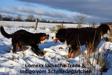 Lomexx Lübsche Trade & Indigo vom Schmiedegärtchen