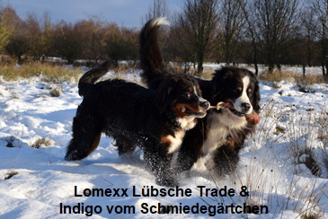 Lomexx Lübsche Trade & Indigo vom Schmiedegärtchen