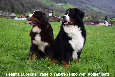 Hemma Lbsche Trade & Yakari-Yenko vom Kohlenberg