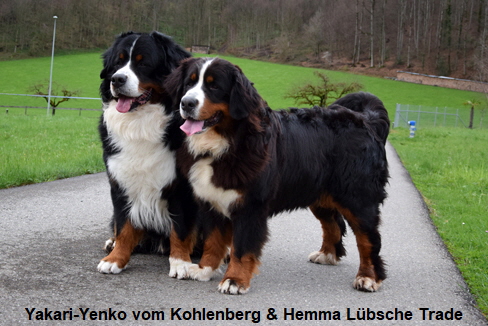Yakari-Yenko vom Kohlenberg & Hemma Lbsche Trade