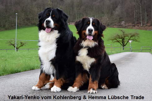 Yakari-Yenko vom Kohlenberg & Hemma Lbsche Trade