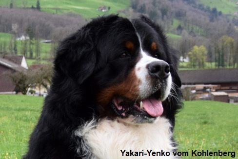 Yakari-Yenko vom Kohlenberg