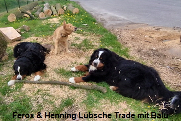 Ferox & Henning Lbsche Trade mit Balu