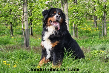 Jondu Lbsche Trade