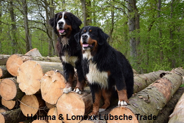 Hemma & Lomexx Lbsche Trade
