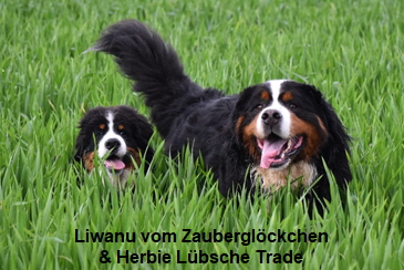 Liwanu vom Zauberglckchen & Herbie Lbsche Trade