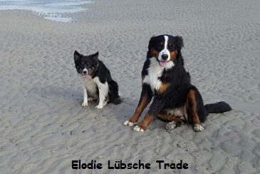 Elodie Lbsche Trade