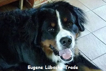 Eugene Lbsche Trade